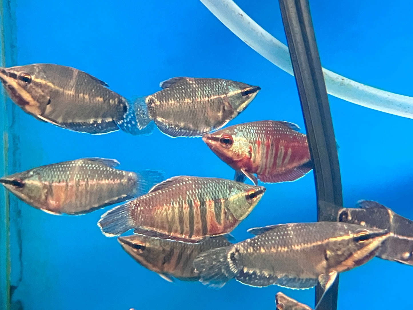Samurai Gourami (Sphaerichthys vaillanti)