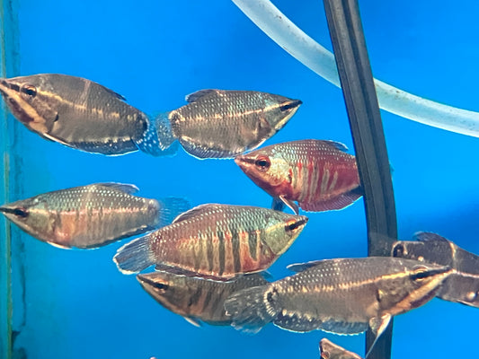Samurai Gourami (Sphaerichthys vaillanti)