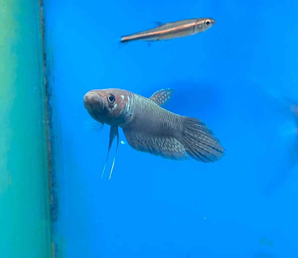 Betta ocellata “Tarakan”  3” (Pair)