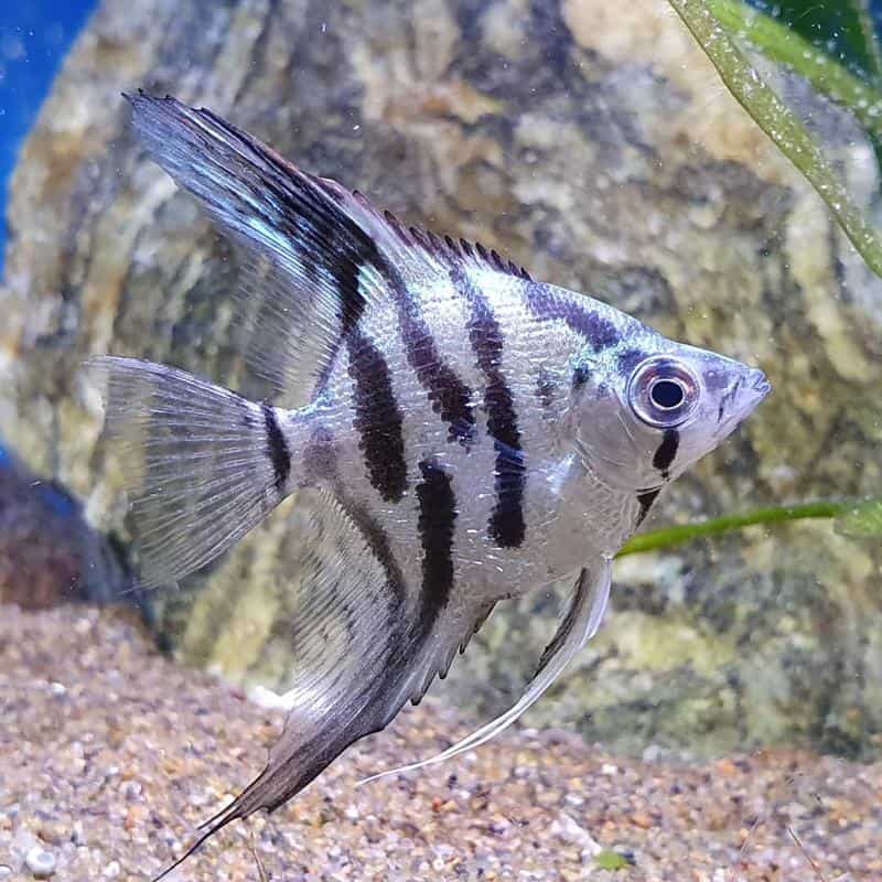 Clown Angelfish Medium – J4 aquatics