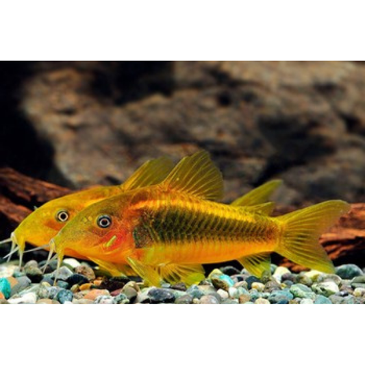 Gold Laser Corydoras .5-1"