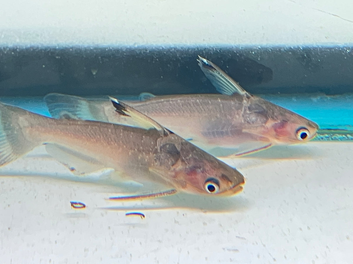 Midnight Zamora Catfish