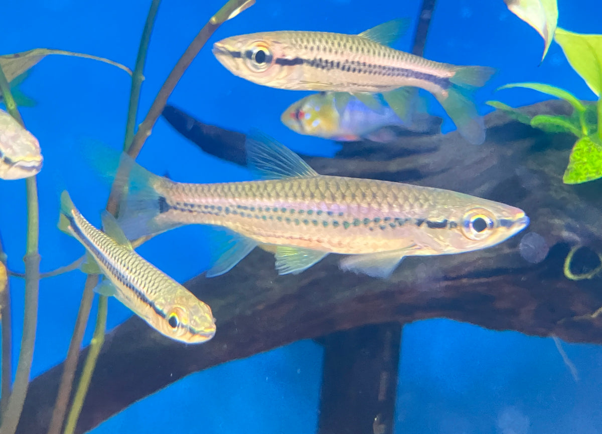 Porthole Rasbora (Rasbora cephalotaenia) 2-3”  (6-Pack)