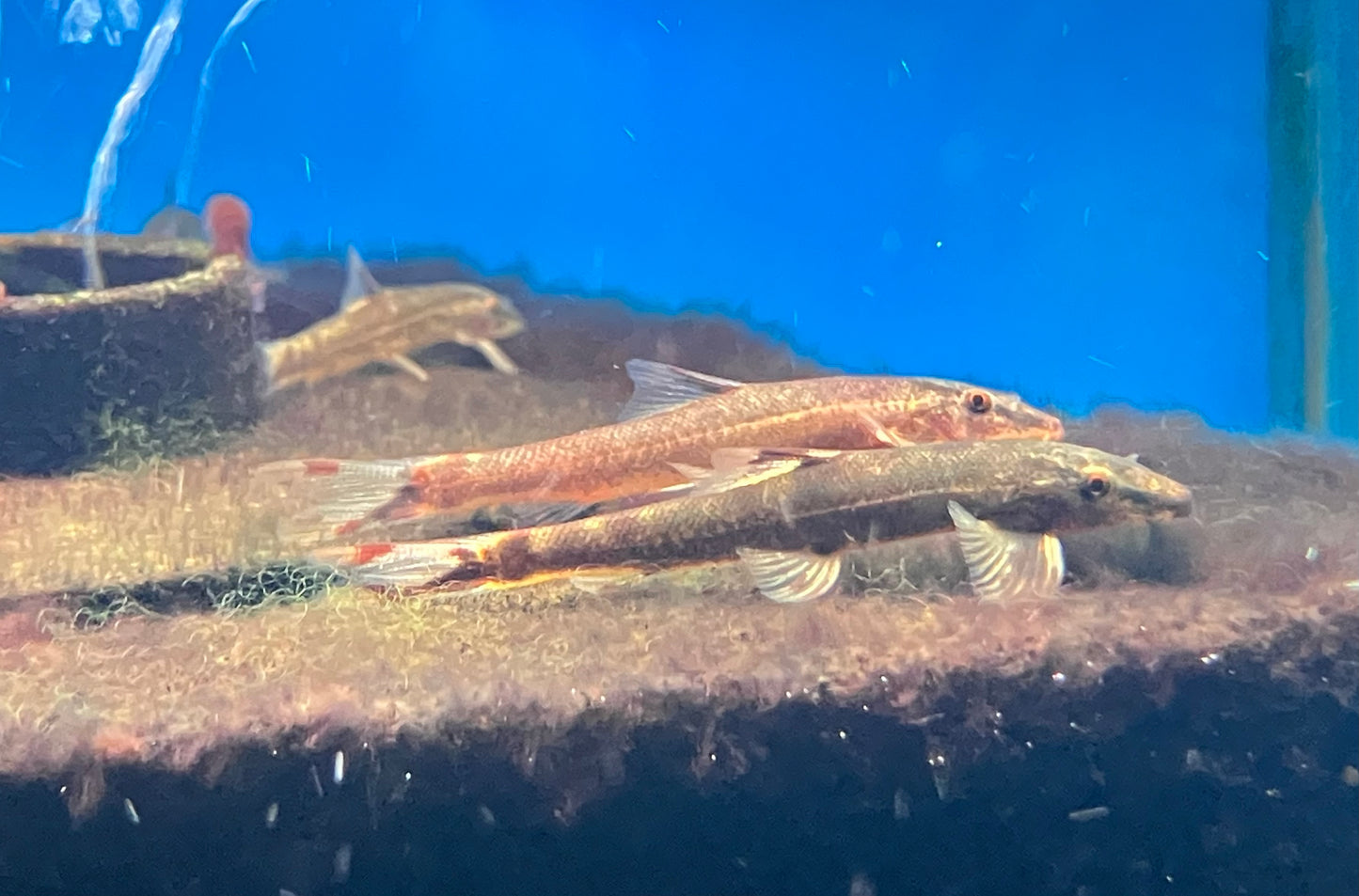 Ogilvie’s Lizard Loach (Homaloptera ogiliviei)
