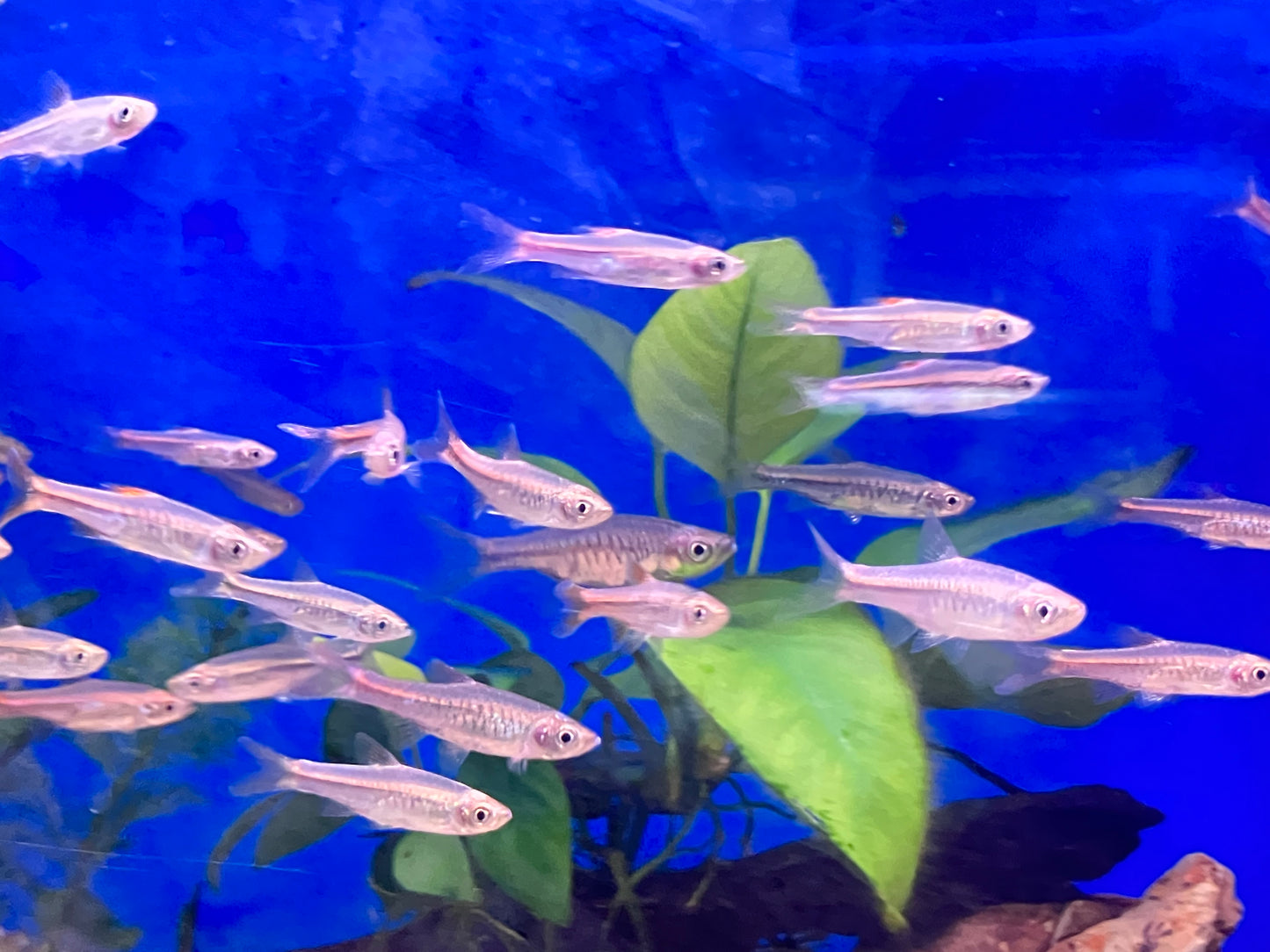 Volcano Rasbora (Rasbora vulcanus) 1-2” (6-Pack)