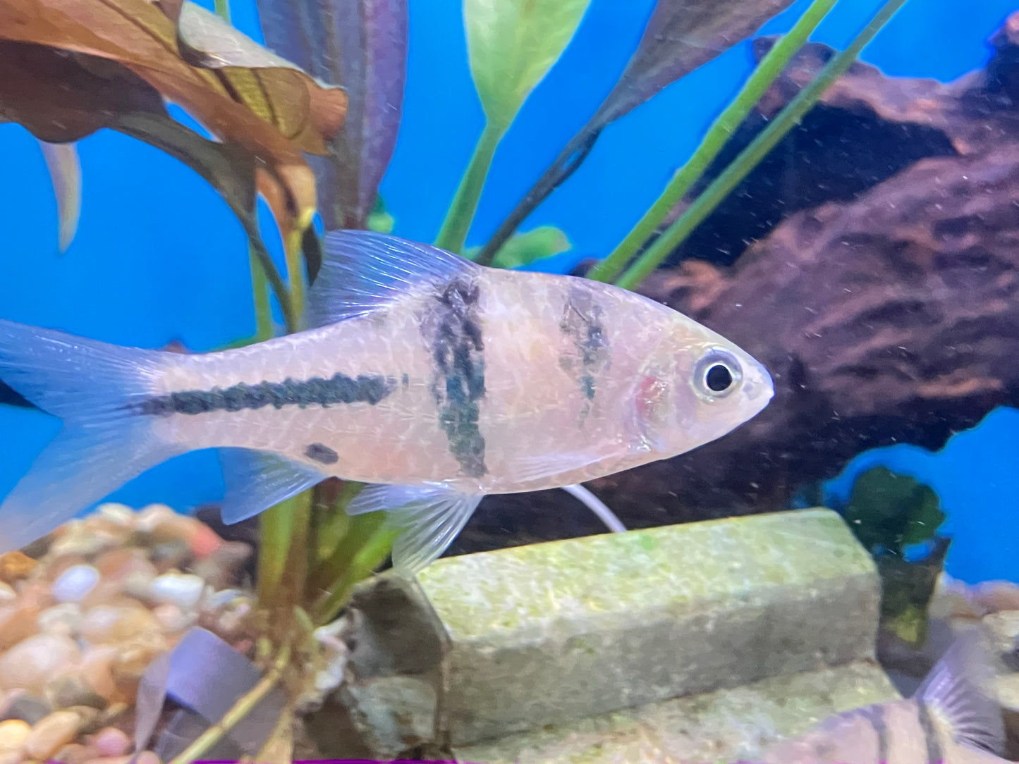 Spanner T Barb 2” (Barbodes lateristriga) Pack of 3 fish.