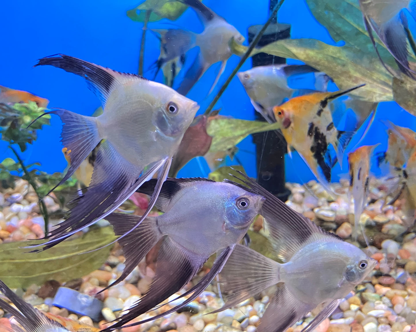 Veil Bulgarian Seal Point Angelfish