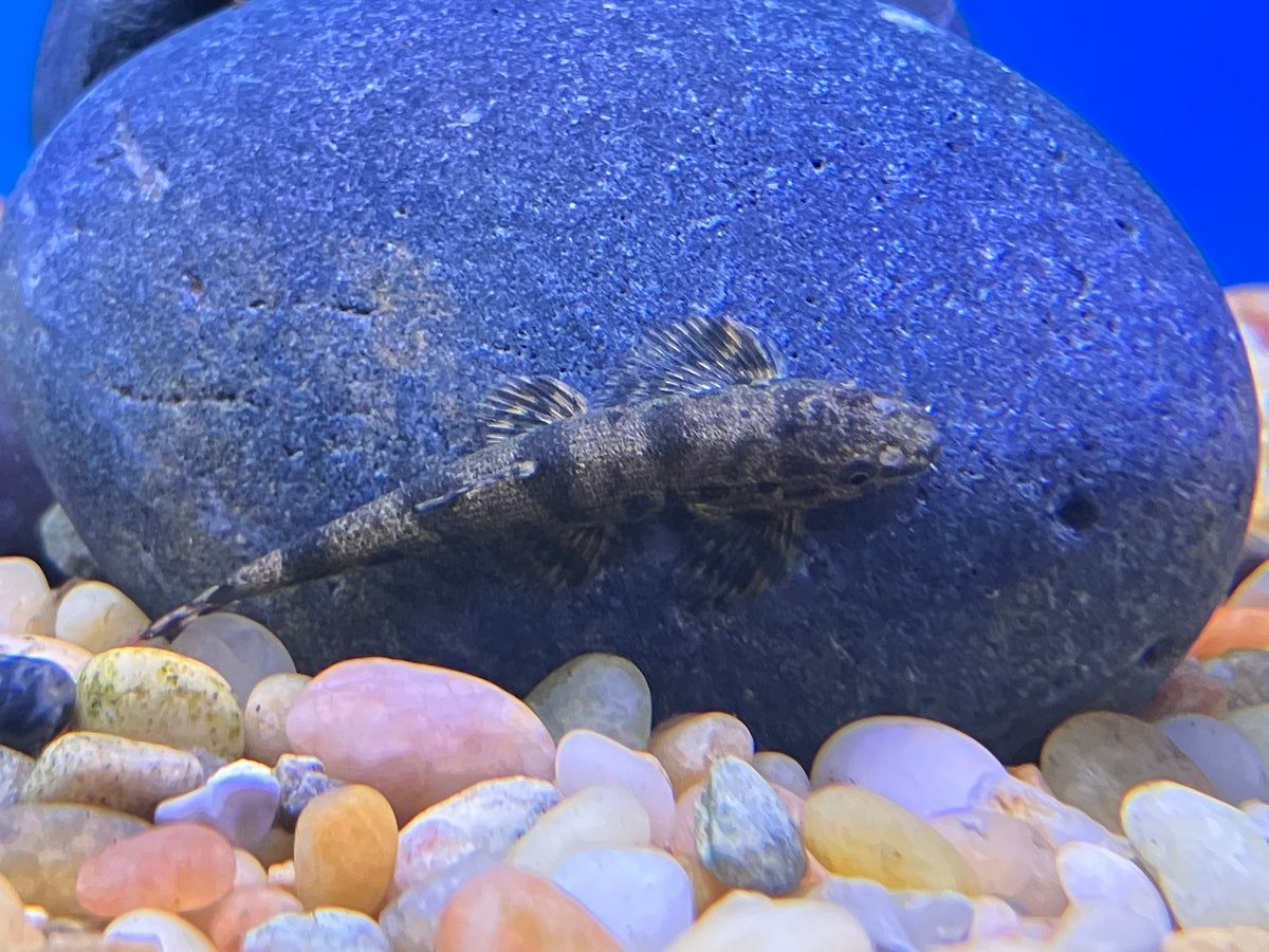 Alligator / Gecko Hillstream Loach (Homalopteroides cf. smithi)