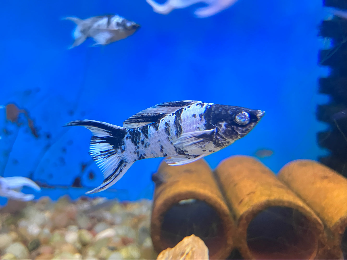Blue Zebra Lyretail Diamond Eye Molly