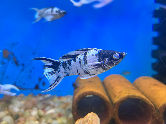 Blue Zebra Lyretail Diamond Eye Molly