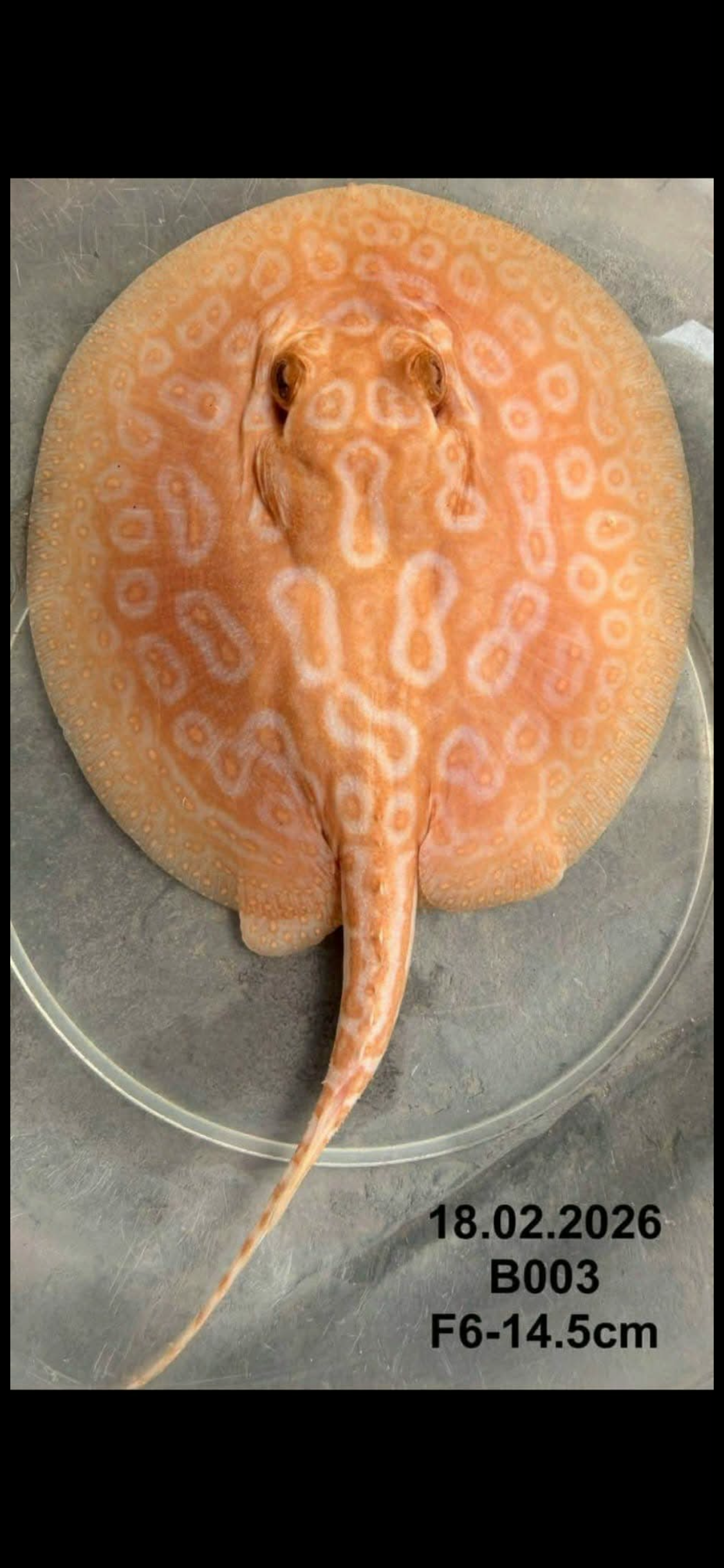 Albino Pearl Stingray ( Female ) -02