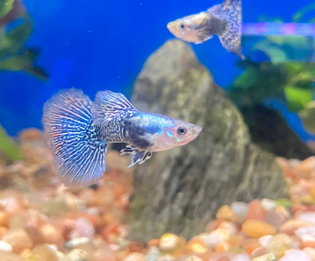 Platinum Blue Dragon Guppy (M/F Pair)