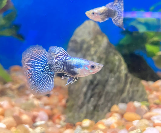 Platinum Blue Dragon Guppy (M/F Pair)
