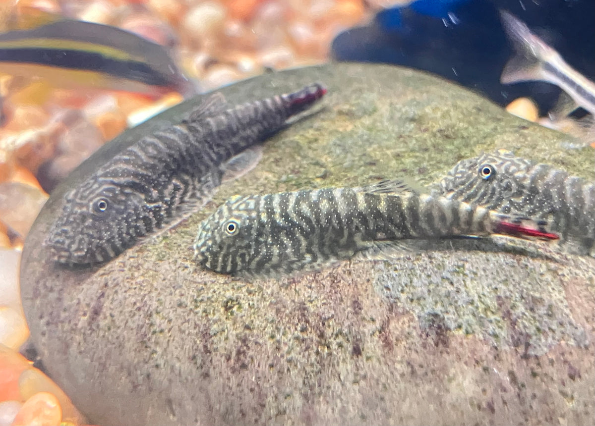 Red Tail Borneo Loach (Gastromyzon sp. SK02)