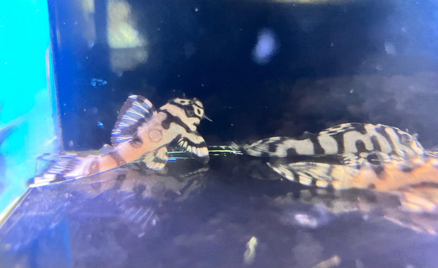 L236 Super White Pleco