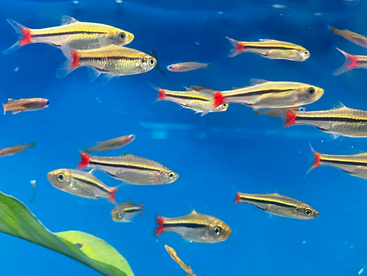 Brilliant Red Tail Rasbora (Rasbora borapetensis) 1”  (10-Pack)