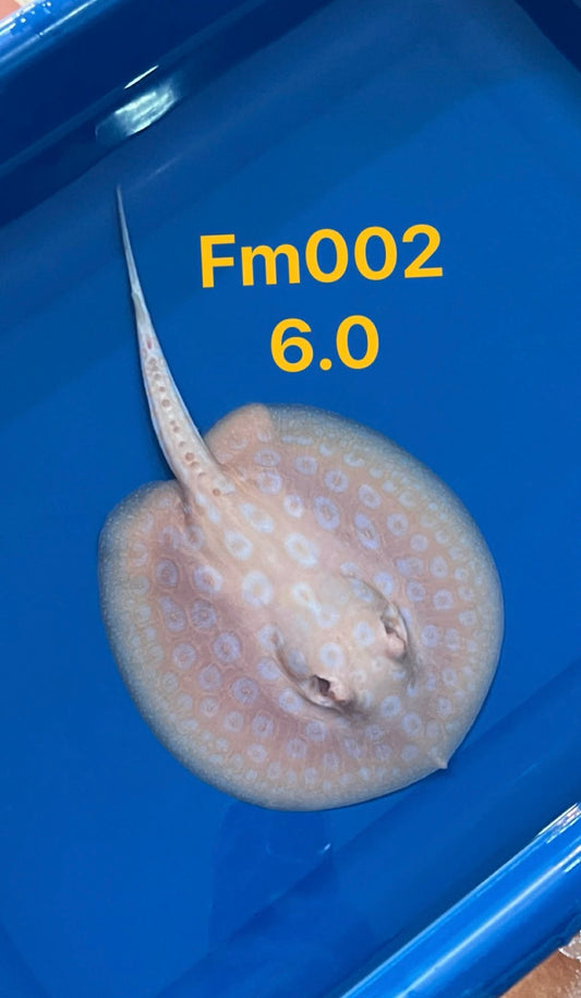 Golden Base Stingray ( Female ) -02