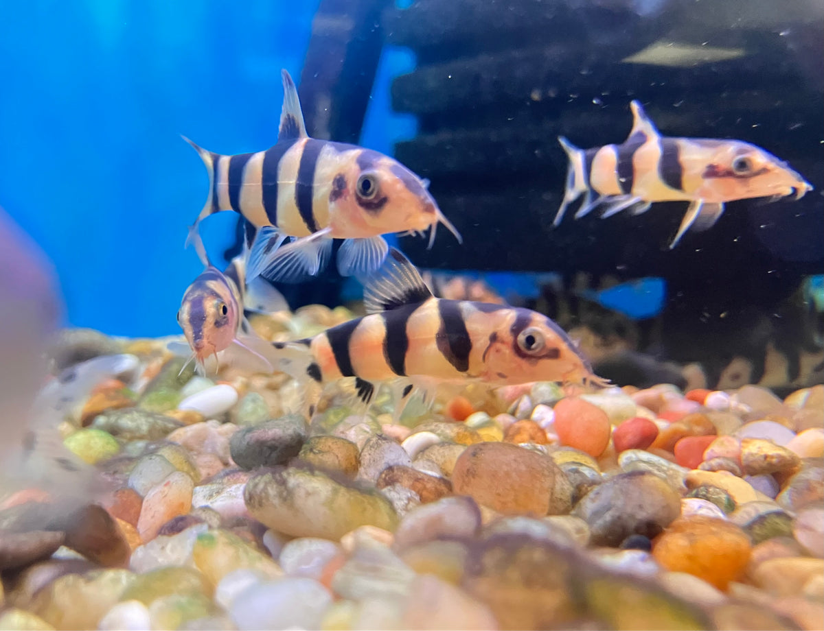 “Clo-Yo” Loach (Clown x Yoyo hybrid)