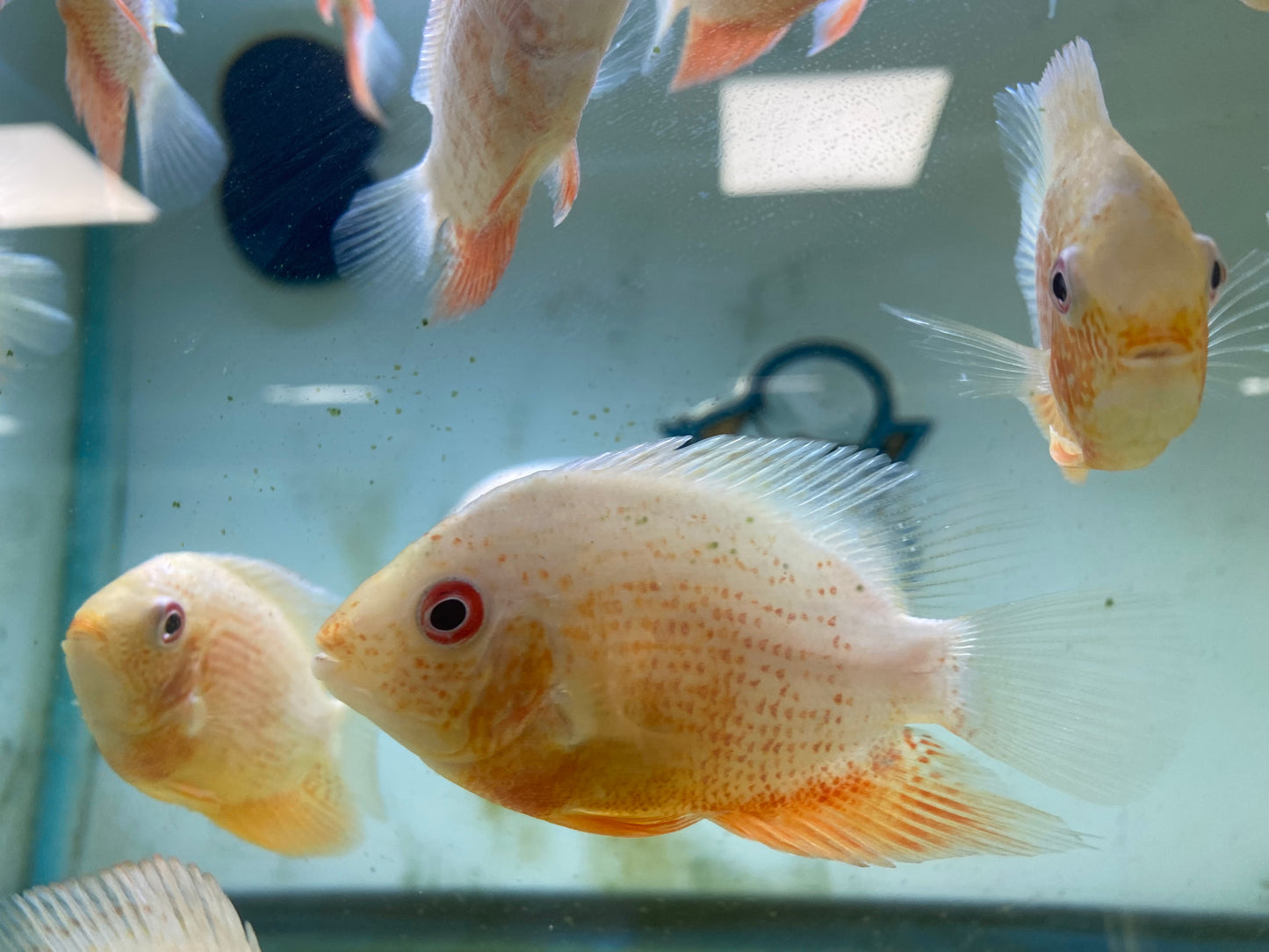Red Spotted Severum