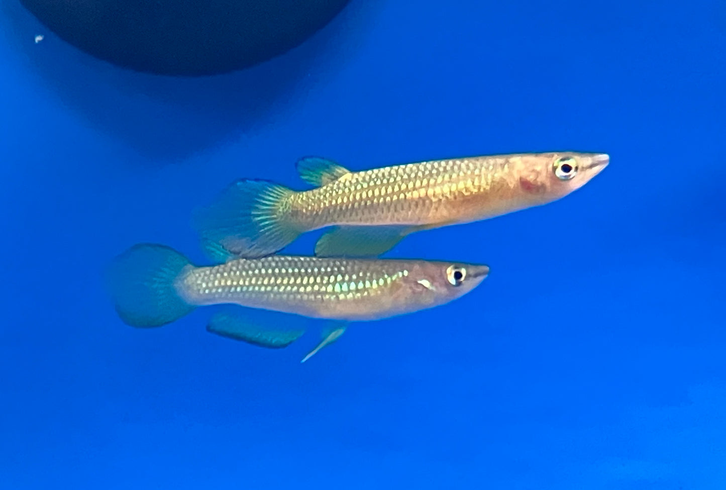Golden Wonder Killifish (Aplocheilus lineatus)