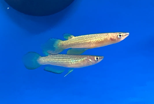 Golden Wonder Killifish (Aplocheilus lineatus)