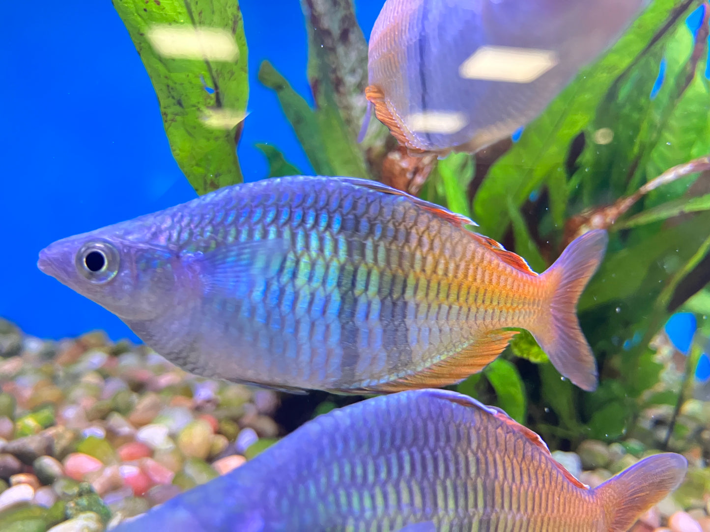 Boesemani Rainbowfish (Wild, Lake Uter) 3”