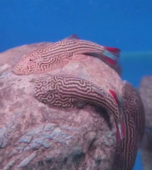 Gastromyzon sp. Imperial Red (Double Red Tail) Hillstream Loach