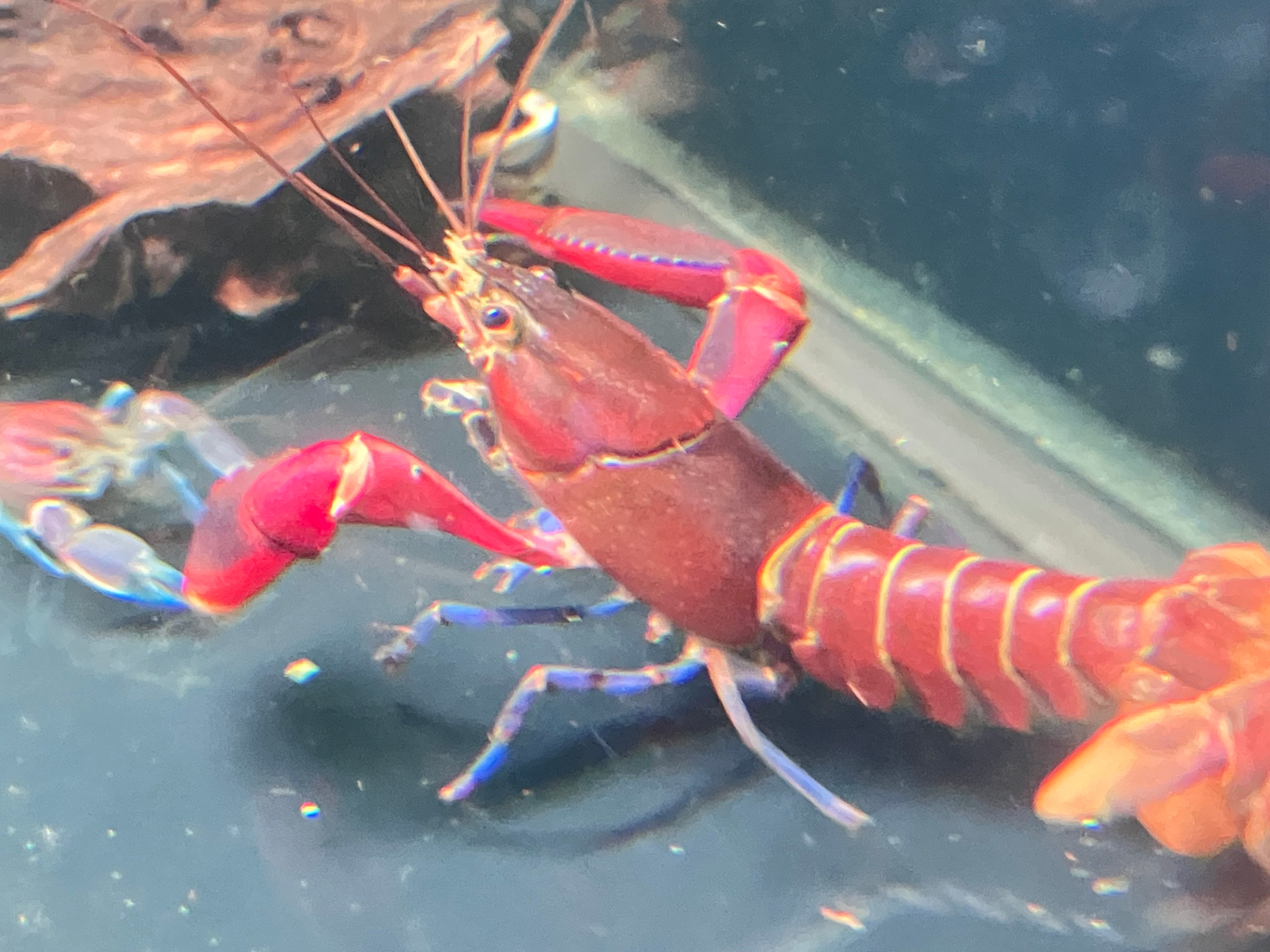 Cherax boesemani “Tricolor” Papuan Crayfish – J4 aquatics