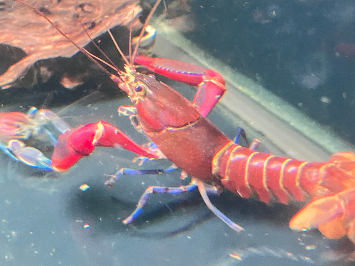 Cherax boesemani “Tricolor” Papuan Crayfish