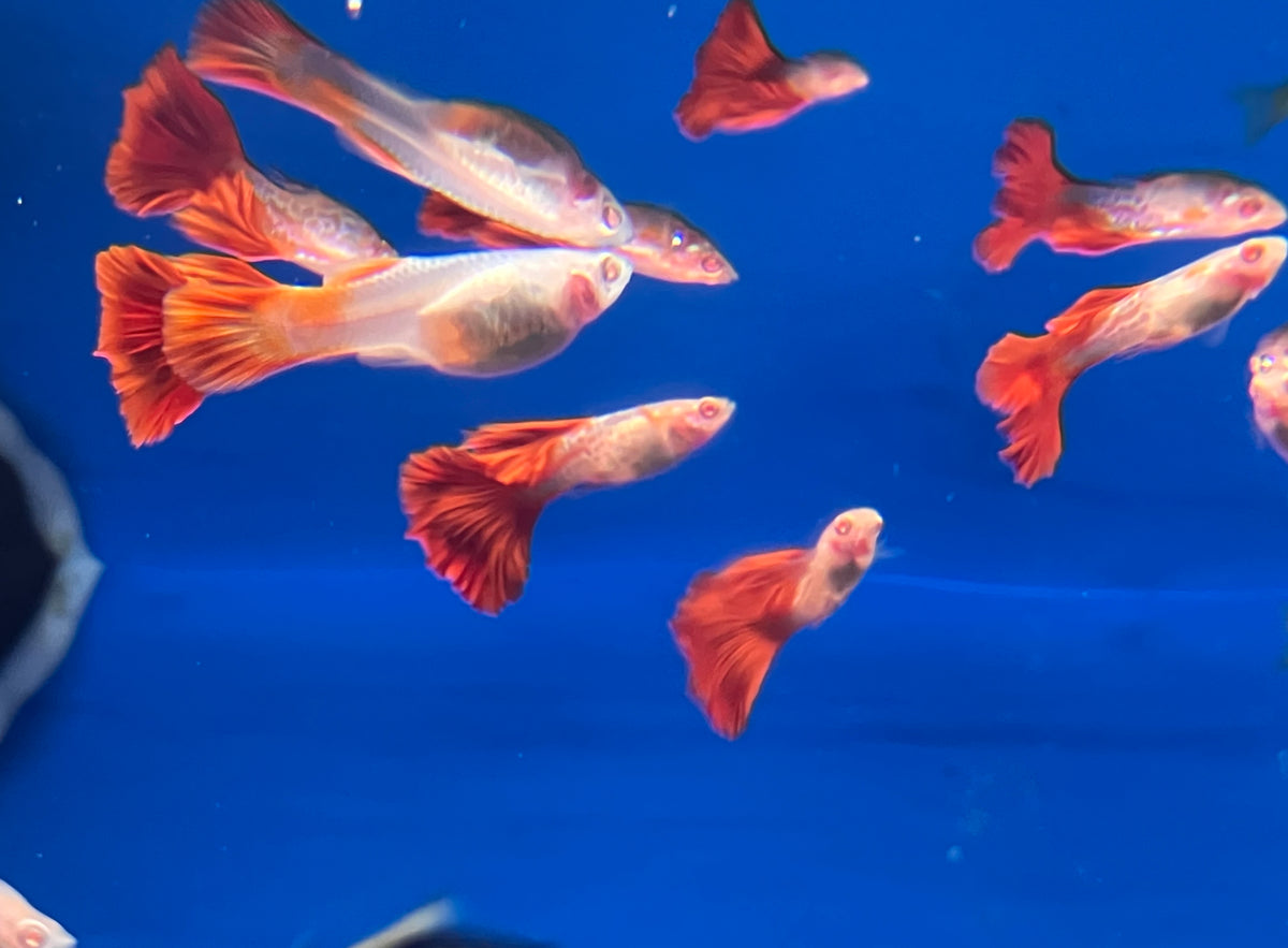 Albino Redtail Galaxy Guppy (M/F Pair)