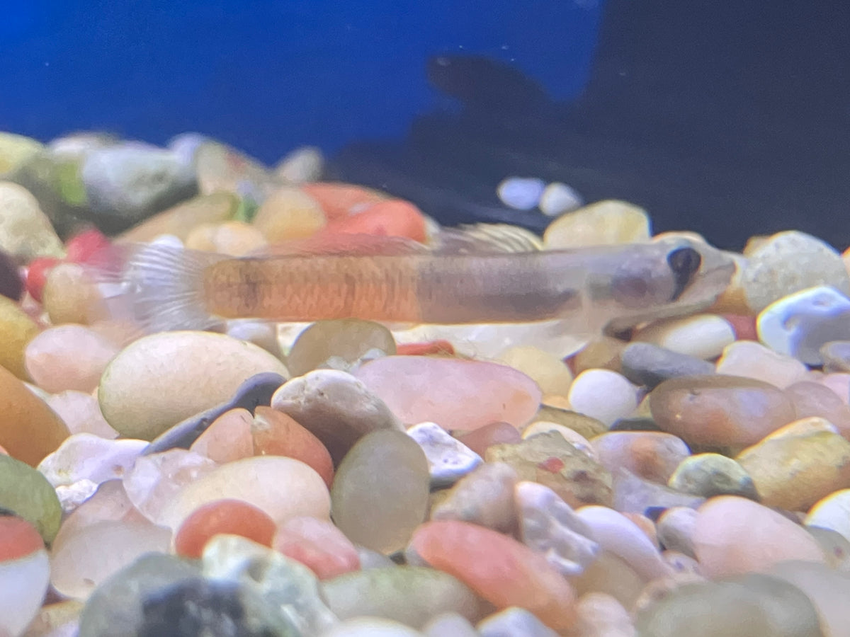 Red Belted Goby (Sicyopus zosterophorus)