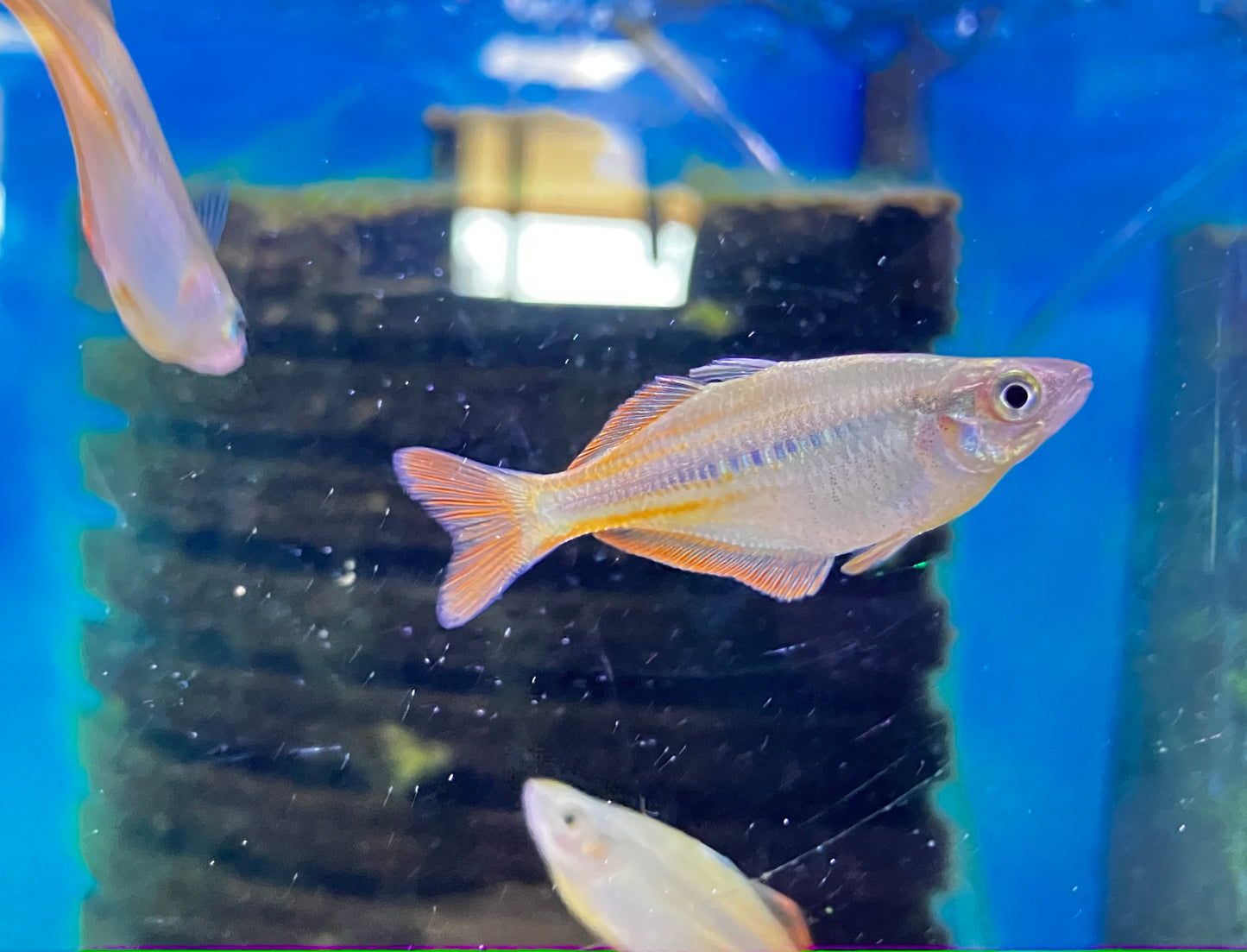 Chilatherina sp. Upper Tor Rainbowfish 2”