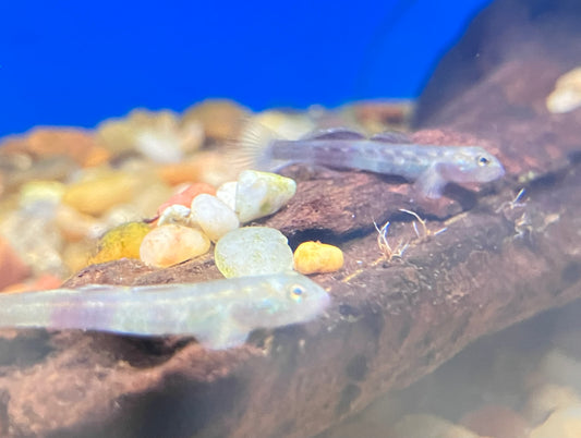 Venus Goby (Lentipes venustus) 1”