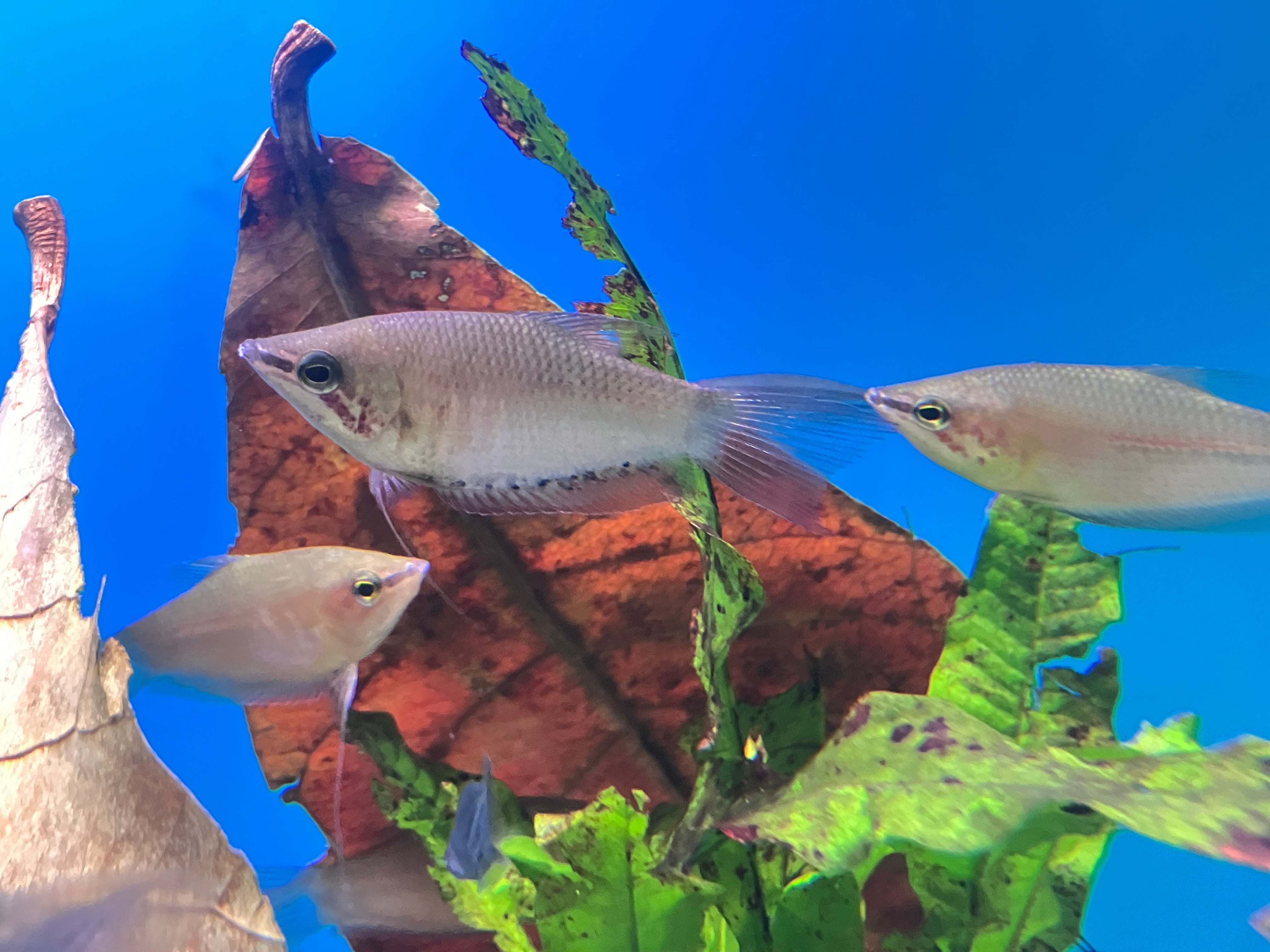 Current Stock – Page 10 – J4 aquatics