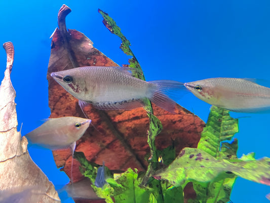 Giant Chocolate Gourami (Sphaerichthys acrostoma)