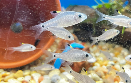 Drape Fin Barb 0.75-1” (Pack of 10 fish)