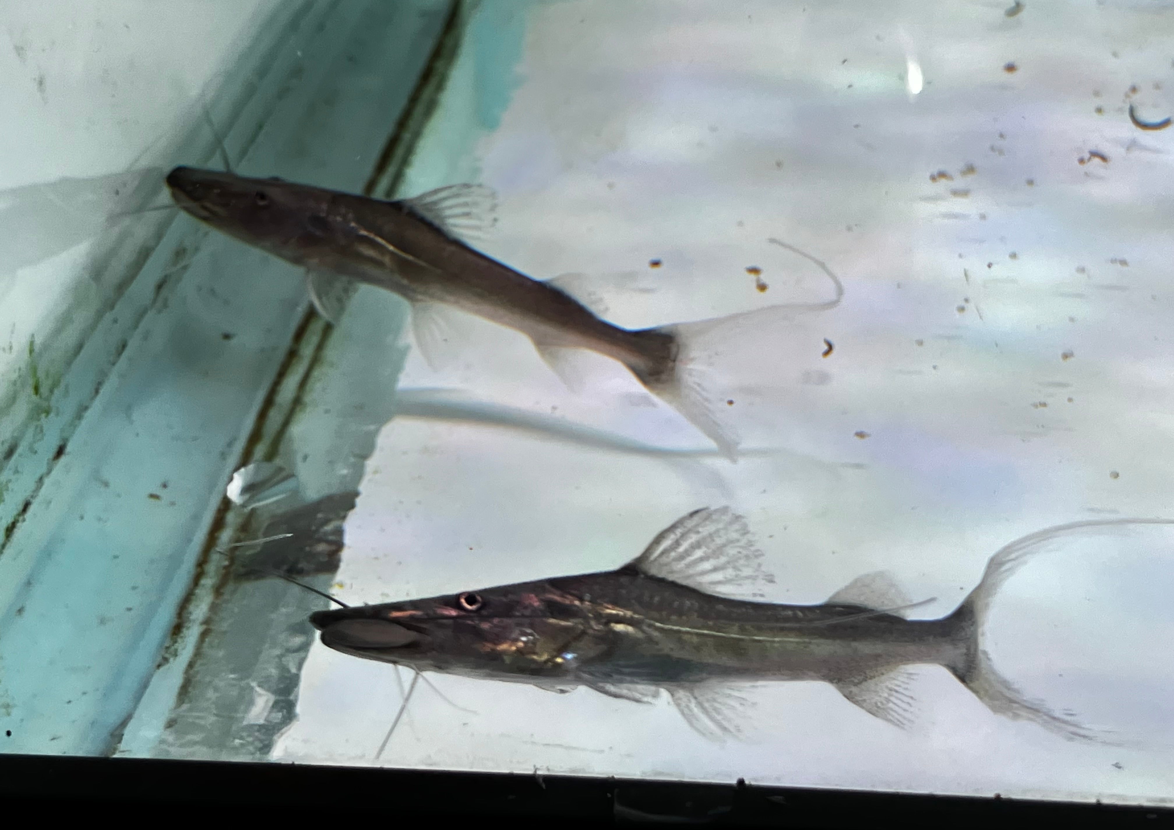 Dorado Catfish 4” – J4 aquatics