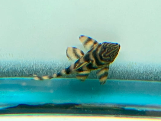 L002 Tiger Pleco (Panaqolus sp.) 2”