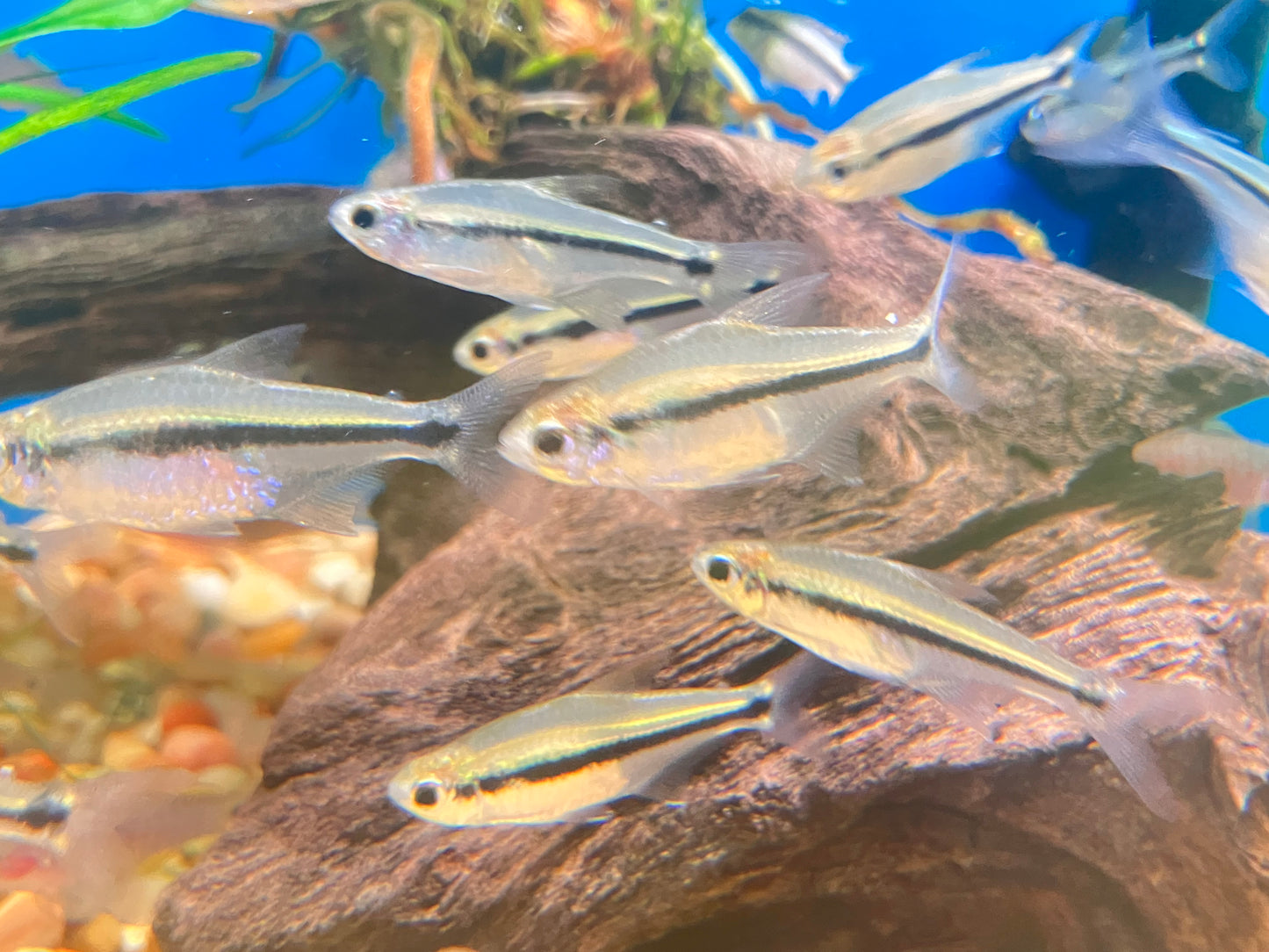 Savanna Tetra (Hyphessobrycon stegemanni) (6-pack)