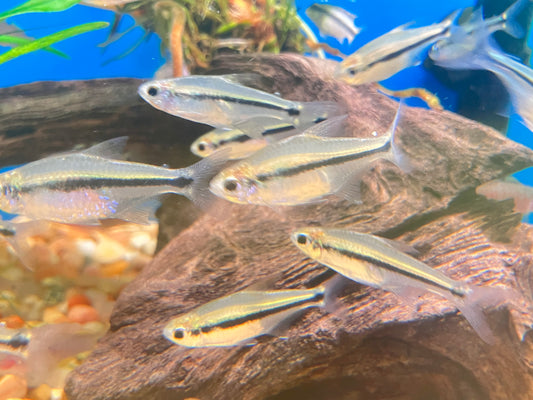 Savanna Tetra (Hyphessobrycon stegemanni) (6-pack)