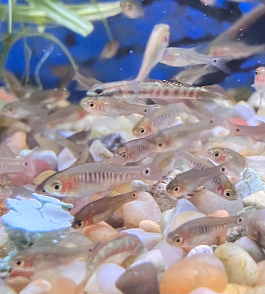 Emerald Dwarf Rasbora (Celestichthys erythromicron) (10-Pack)
