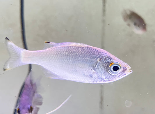 Dark-Margined Flagtail (Kuhlia marginata) 2-3”