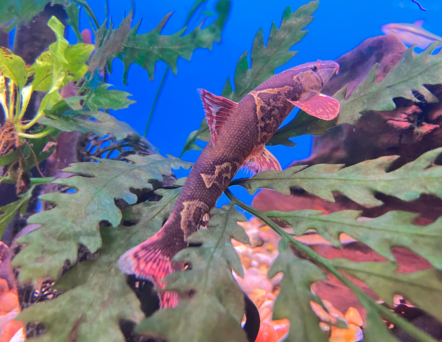 Saddleback / Red Lizard Loach (Homaloptera orthogoniata) 4”