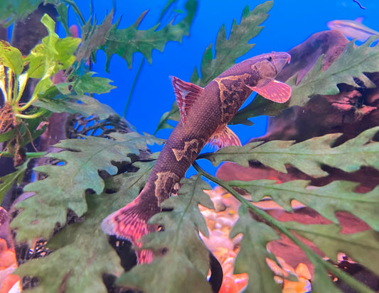 Saddleback / Red Lizard Loach (Homaloptera orthogoniata) 4”