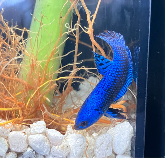 Alien Betta, Blue (male)