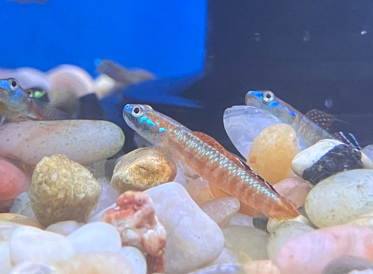 Golden Red Stiphodon Goby (Stiphodon rutilaureus)