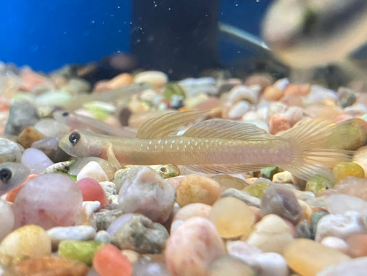 Hifin Rainbow Goby (Sicyopus cebuensis)