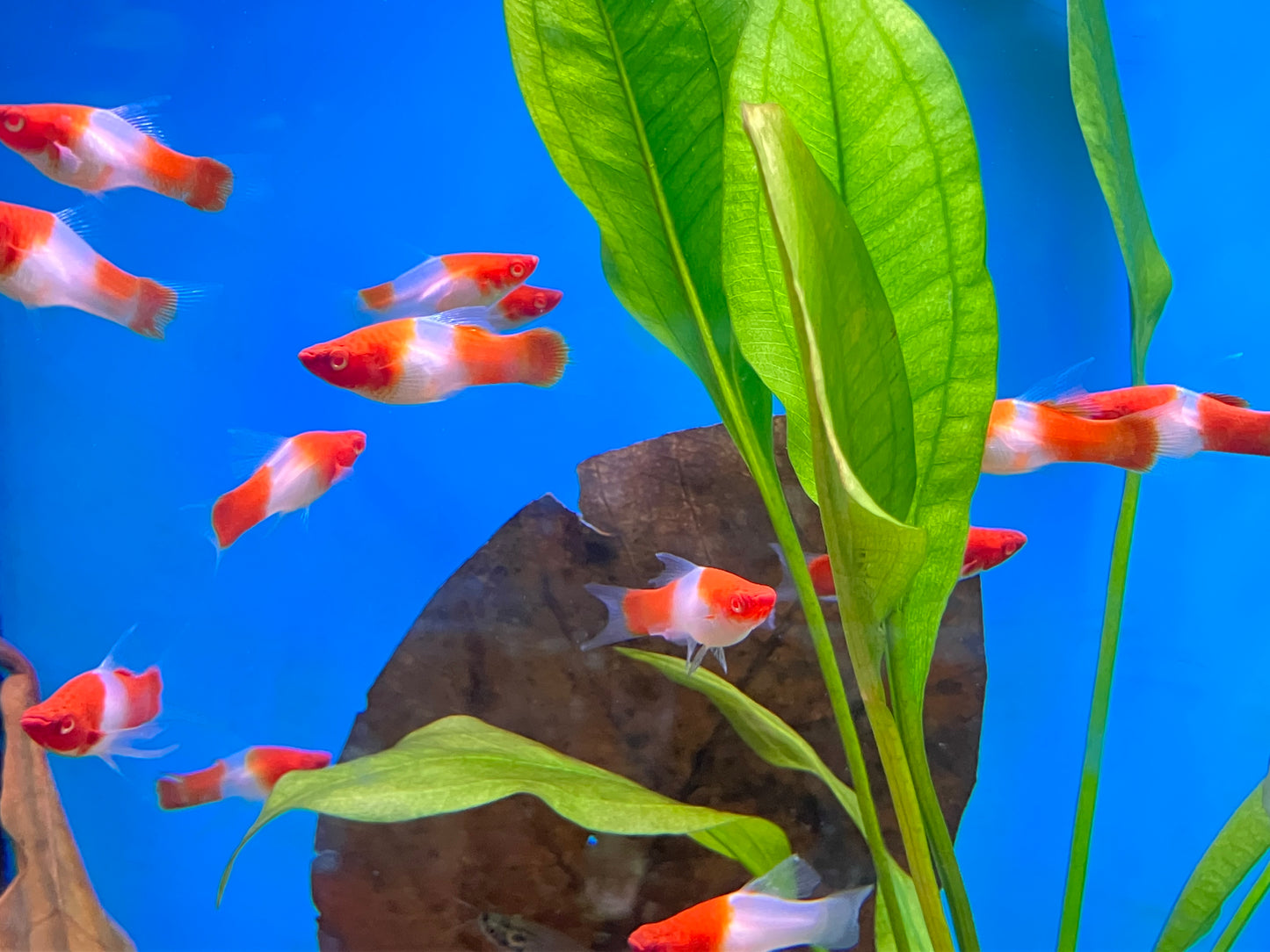 Kohaku Lyretail Swordtail