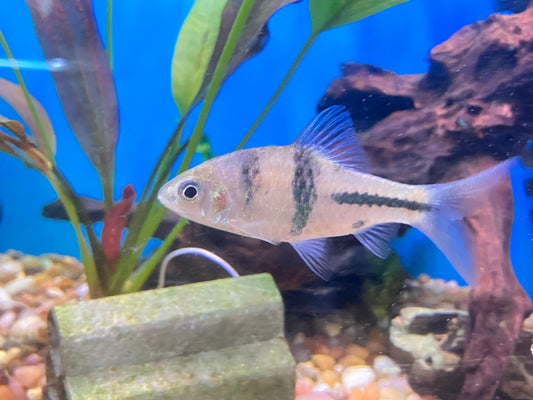 Spanner T Barb 2” (Barbodes lateristriga) Pack of 3 fish.
