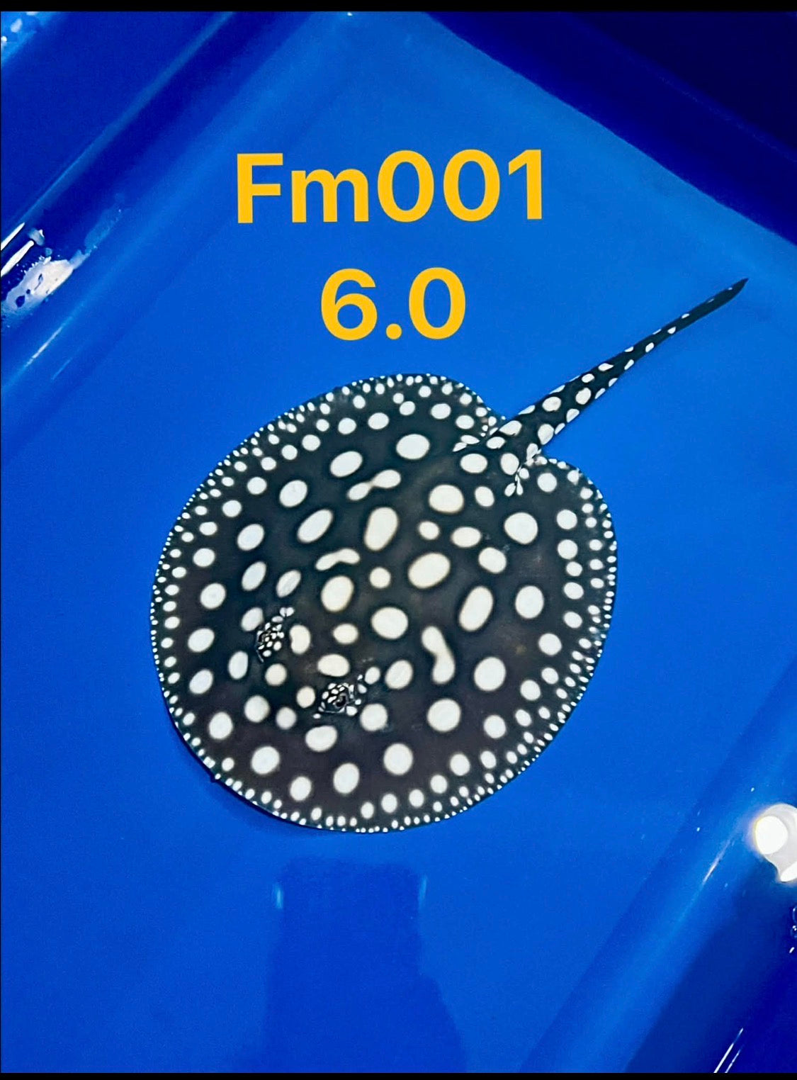 Pearl Freshwater Stingrays – J4 aquatics